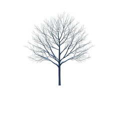 Obraz premium A detailed illustration of a tree with intricate branches, perfect for nature-themed projects and educational materials. transparent background