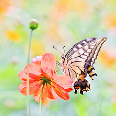 キアゲハとキバナコスモス