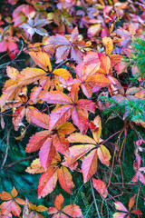 Close-up of autumn-colored leaves on a sunny autumn day