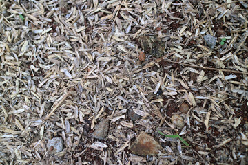 Skin of a very large number of rice grains scattered on the ground, photographed during the day