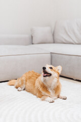 A playful corgi relaxing on a textured rug in a cozy living room during the afternoon