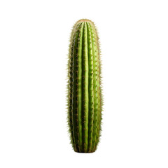 Naklejka premium Cactus plant 