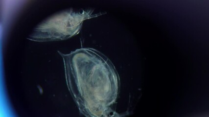 microscope shot of a single cell organism with visible internal organs. Macro shoot