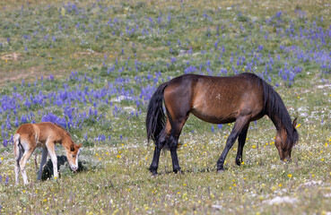 Wild Horse Mare and Foal in the Pryor Mountains Montana in Summer