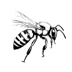 Obraz premium bee and honey