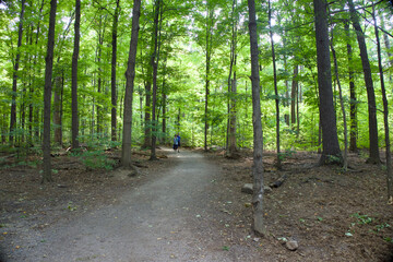 A path in the woods