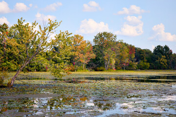 A lake in the woods
