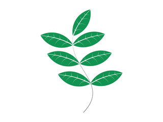 modern  leaf vector for free download