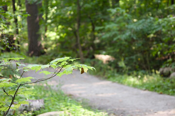 A path in the woods
