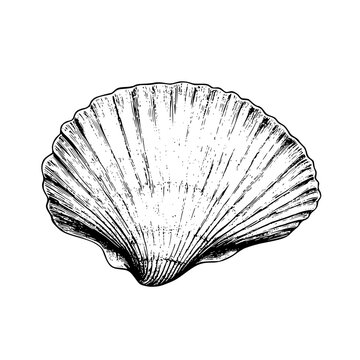 seashell isolated on white