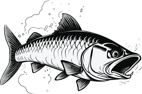 recommend clip art: Detailed Barracuda Fish Engraving  Hand Drawn Marine Predator Art