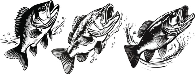 Set of Black and White Bass Fish Engraving  Hand Drawn Vector illustration.