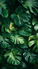 Fototapeta premium Green leaves close up, green natural background. Ecology, organic, earth day. Save earth, pure water concept