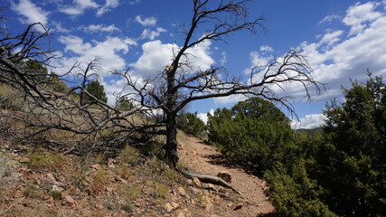 Dead tree in desert