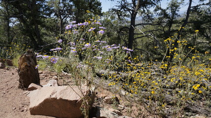 Wild flowers in summer.