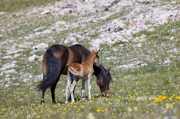 Wild Horse Mare and Foal in the Pryor Mountains Montana in Summer