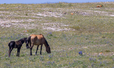 Wild Horse Mare and Foal in the Pryor Mountains Montana in Summer