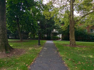 Path in the Trees