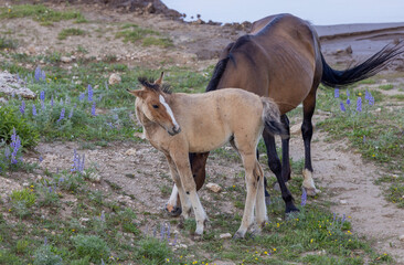 Wild Horse Mare and Foal in the Pryor Mountains Montana in Summer