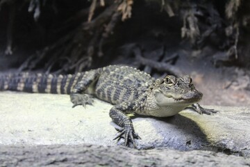 Watchful Gator 