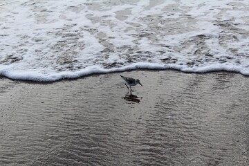 Bird Running from Wave