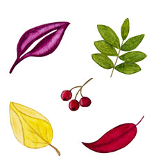 Watercolor Illustration of Set Autumn Leaves. Drawing of Botanical elements on isolated background. Hand drawn sketch of fall plant for harvest design or Halloween greeting cards.