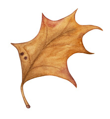 Watercolor Illustration of a Single brown Autumn Leaf. Drawing pf Botanical element on isolated background. Hand drawn sketch of fall plant for harvest design or Halloween greeting cards.