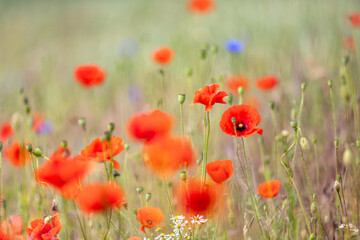 field of red poppies