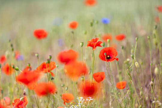 field of red poppies