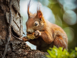 Fressendes Eichhörnchen im Baum