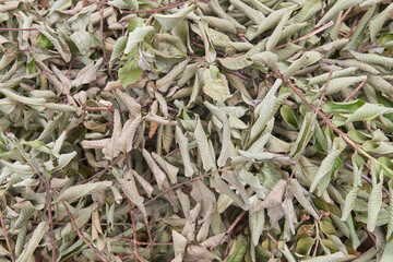 drying guava tree leaves after pruning branches in garden, pile of decaying leaves for making organic fertilizer or compost taken in selective focus