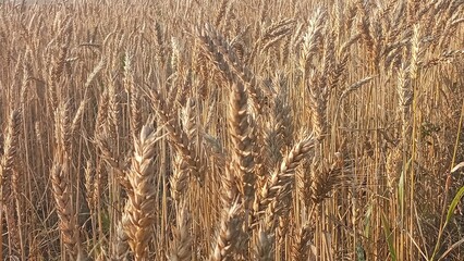 Fototapeta premium Vibrant golden wheat field basking in the sun s glow on a summer day