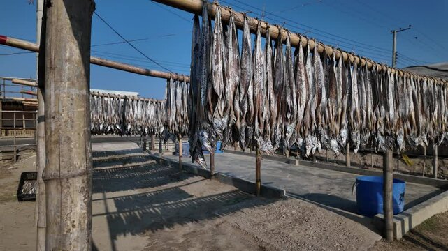 Fish laid out to dry in sun, Chittagong Division, Cox's Bazar Sadar, Bangladesh