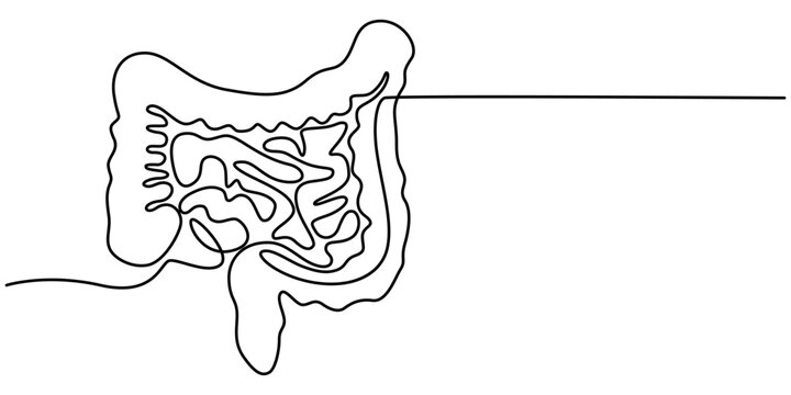 recommend clip art: Intestines. Human body organ. Continuous line illustration of Internal digestive system isolated on white background. Anatomical human theme. Medicine scheme anatomy hand draw pro vector Illustration