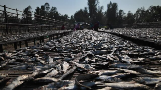 Fish laid out to dry in sun, Chittagong Division, Cox's Bazar Sadar, Bangladesh