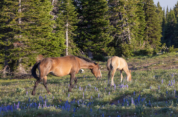 Wild Horse Mare and Foal in the Pryor Mountains Montana in Summer