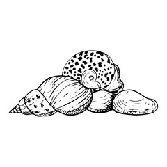 Line spiral seashell and round trochus snail nautilus laying on seabed with stones black and white vector illustration. Tropical ocean mollusk animals from Red Sea or Indonesia for coloring
