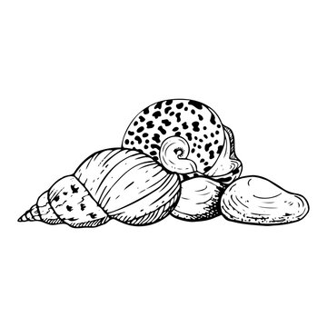 recommend clip art: Line spiral seashell and round trochus snail nautilus laying on seabed with stones black and white vector illustration. Tropical ocean mollusk animals from Red Sea or Indonesia for coloring