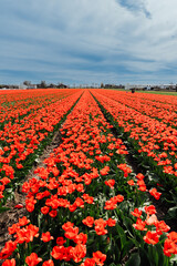 Keukenhof, fields of tulips