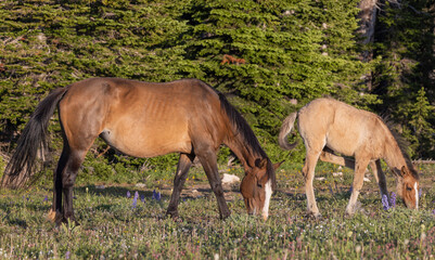 Wild Horse Mare and Foal in the Pryor Mountains Montana in Summer