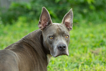 Alert Dog Looking Over Its Shoulder in a Backyard