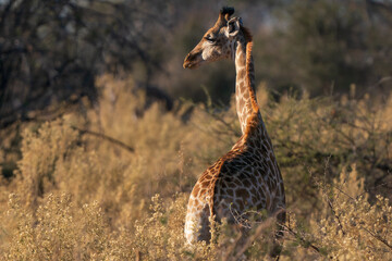 Solitary giraffe, portrait seen on safari in Botswana © KAT