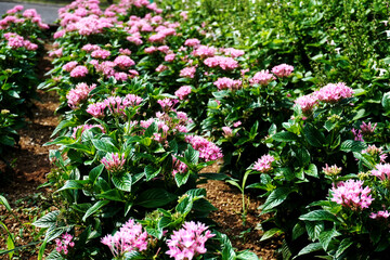 Pictures of flowers in the park
Close-up photos of seasonal flowers