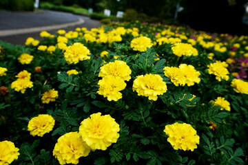 Pictures of flowers in the park
Close-up photos of seasonal flowers