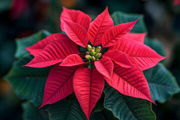 Red poinsettia flower in full bloom with green leaves