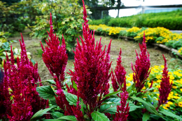 Pictures of flowers in the park
Close-up photos of seasonal flowers