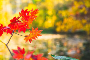 紅葉したモミジの葉とちどり池