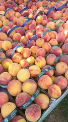 Peaches at the farmer's market