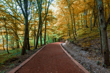 Belgrad Wood view in Istanbul