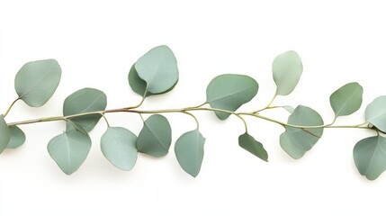 Obraz premium Eucalyptus On White. Isolated Tree Branch and Leaves in Nature Closeup